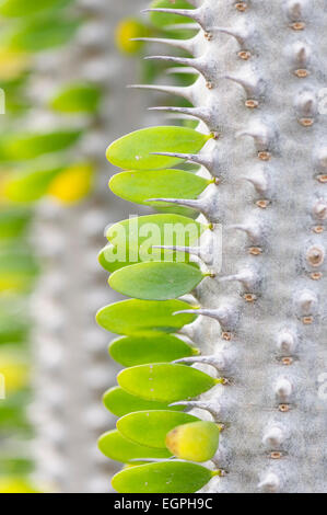 Madagascar ocotillo, Alluaudia procera, Close side view of small leaflets in patterns along a spiny woody stem. Stock Photo