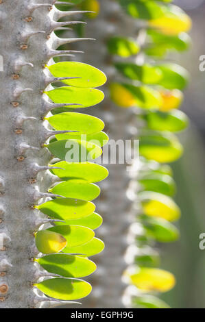 Madagascar ocotillo, Alluaudia procera, Close side view of small leaflets in patterns along a spiny woody stem, Backlit. Stock Photo