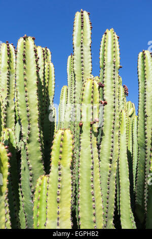 Candelabra tree, Euphorbia candelabrum, Side view of several ridged spikey columns  in sunlight against a blue sky. Stock Photo