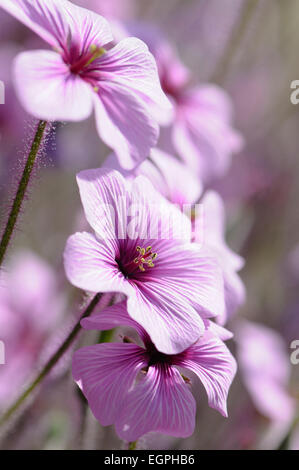 Madeira cranesbill, Geranium Maderense, Side view of several mauve flowers with deeper centres. Stock Photo