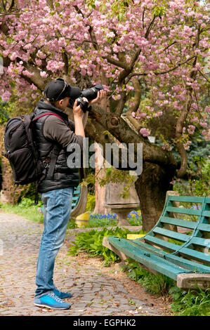 a photographer takes pictures off flowering of sakura Stock Photo