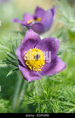 Pasque flower, Pulsatilla vulgaris, Close front view of one open purple flower with masses of yellow stamens and surounded with furry feathery foliage, Another flower behind. Stock Photo