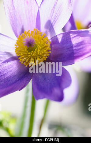 Pasque flower, Pulsatilla vulgaris, Close cropped front view of one fully open purple flower with masses of yellow stamens against bright sunlight, Another flower behind. Stock Photo