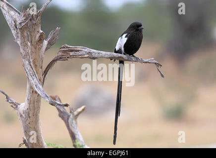 Magpie shrike perched on dead branch in botswana Stock Photo