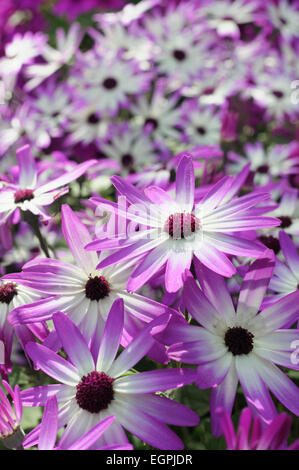 Senetti, Pericallis x hybrida 'Senetti Magenta Bicolor', Close view of 4 white flowers with pink purple tipped petals, others soft focus behind. Stock Photo