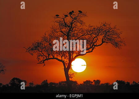 Setting sun behind tree with roosting Guineafowl Kruger National Park South Africa Stock Photo