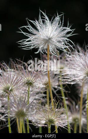 Pasque flower, Pulsatilla vulgaris rubra, Side view of several fluffy sedheads against black, one raised higher above the others. Stock Photo