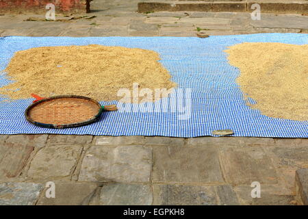 Paddy rice sundrying laid on a plastic raffia mat-wicker tray aside on the floor of a small square in the Tribheni Ghat-Khware Stock Photo