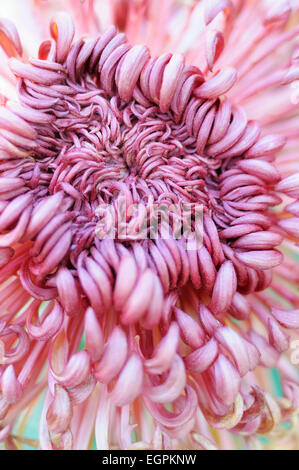 Chrysanthemum cultivar, Close cropped view of one shaggy pink flower with masses of inward curled petals, with turquiose behind. Stock Photo