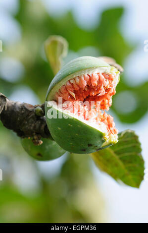 Common fig, Ficus carica, Close view of one fruit growing on a twig, It is split open revealing red fleshy inside, Comical and a bit ghoullish effect. Stock Photo