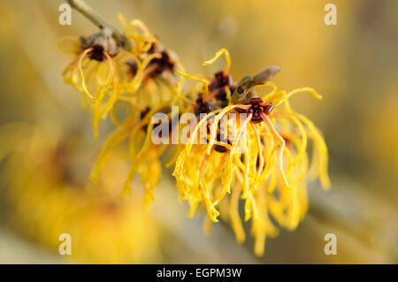 Witch hazel, Hamamelis x intermedia 'Vesna', Close view of a cluster of yellow flowers with their long thin shaggy petals. Stock Photo