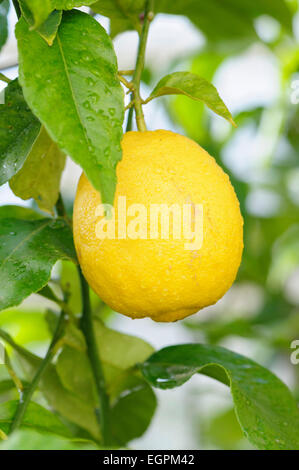 Lemon, Citrus limon, Lemon growing on a branch with leaves covered with raindrops. Stock Photo