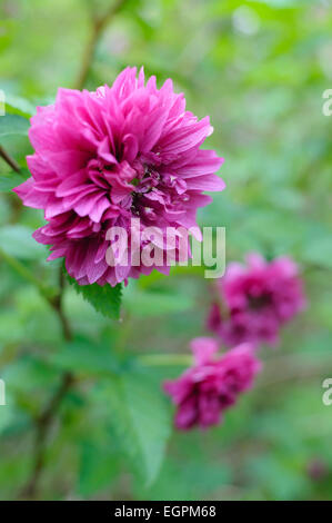 Salmonberry, Rubus spectabilis 'Olympic double', Close view of one magenta flower with others behind. Stock Photo