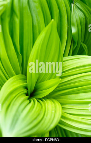 Black false hellebore, Veratrum nigrum, Bright green ribbed large leaves creating a pattern. Stock Photo