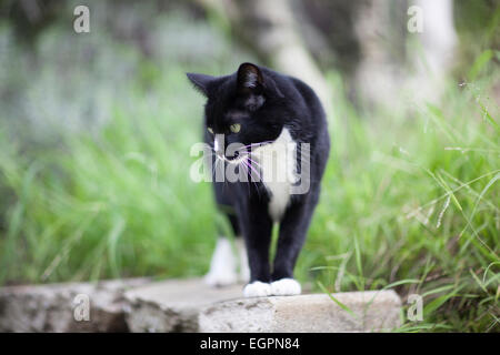 tuxedo pet cat explores yard Stock Photo