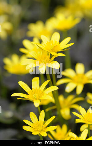 Lesser celandine, Ranunculus ficaria 'Brazen Hussy', Several open daisy shape yellow flowers with yellow stamens. Stock Photo