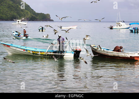 Scene in Tobago of fishermen on boats gathering fishing nets as seagulls swarm overhead to feed on fish. Stock Photo