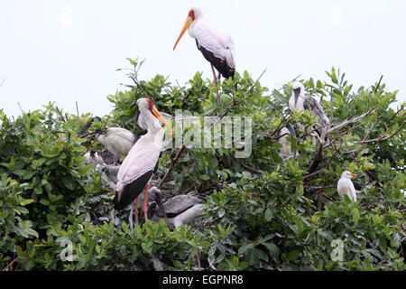 Yellow-billed stork breeding colony in Botswana Stock Photo