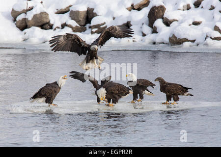 A group of Bald Eagles descend on a sheet of ice with a fish on it. Stock Photo