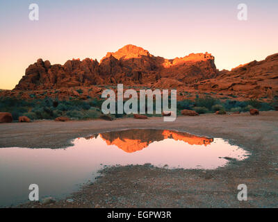 Red rock formations near Mouse's Tank Trail, Valley of Fire State Park, Nevada reflected in a puddle from a rare rainfall golden hour around sunset. Stock Photo