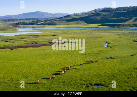 Line of Bison in the Hayden Valley at dawn, Yellowstone National Park, Wyoming, United States. Stock Photo
