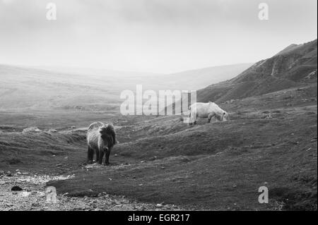 Wild miniature ponies in the Black Mountain area of the Brecon Beacons National Park, Wales, UK. Stock Photo
