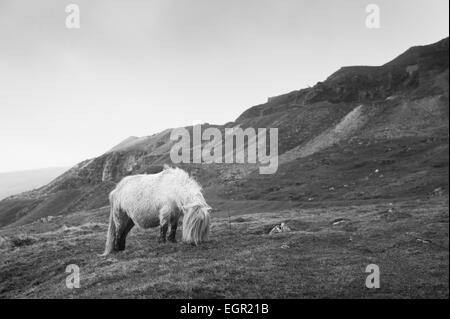 Wild miniature pony in the Black Mountain area of the Brecon Beacons National Park, Wales, UK. Stock Photo