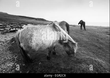A photographer approaching a herd of wild miniature ponies in the Brecon Beacons National Park, Wales, UK. Stock Photo
