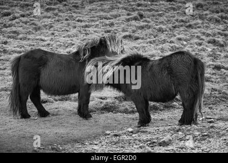 Wild miniature ponies in the Black Mountain area of the Brecon Beacons National Park, Wales, UK. Stock Photo