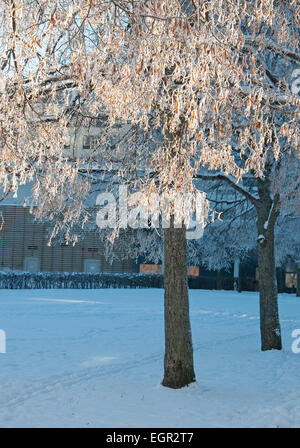Frosty tree in brilliant sunlight on a winter day, Stockholm, Sweden. Stock Photo