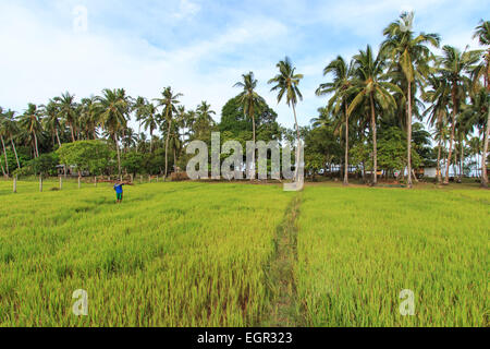 Farmer working of a rice field in Palawan, Philippines Stock Photo