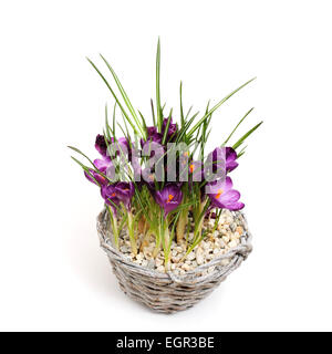 Crocus flowers in pot, isolated on white Stock Photo