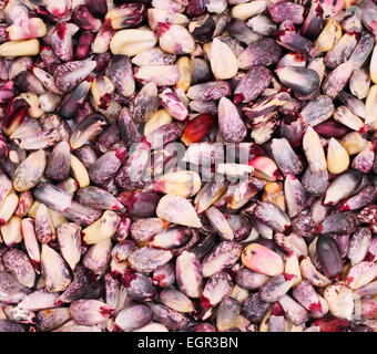 Rose and red corn kernels as background Stock Photo