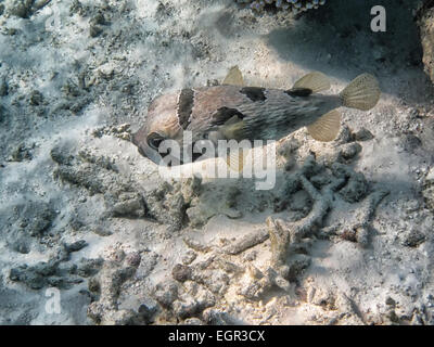 Blotched porcupine fish (Diodon liturosus) on a coral reef in the Maldives Stock Photo