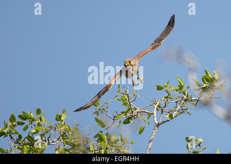 Common kestrel (Falco tinnunculus) in flight. This bird of prey is a member of the falcon (Falconidae) family. It is widespread Stock Photo