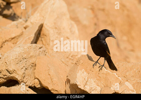 Israel, Dead Sea, Male Tristram's Starling or Tristram's Grackle (Onychognathus tristramii) Stock Photo