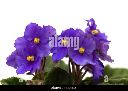 deep purple african violet isolated on white background Stock Photo