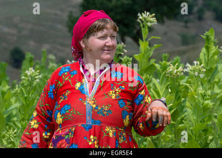 Yoruk Lady Picking Tobacco Leaves Stock Photo