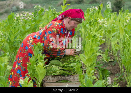 Yoruk Lady Picking Tobacco Leaves Stock Photo