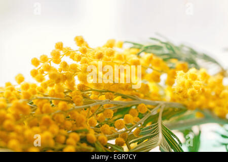 Nice branch of spring yellow flowers of mimosa Stock Photo