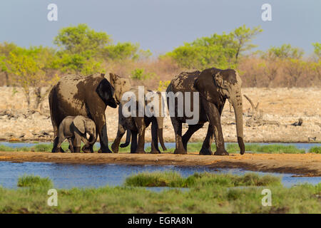 A small elephant herd passing a water hole in Etosha National Park, Namibia. Stock Photo