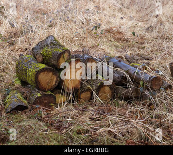 Pile of wet freshly cut logs, ready for clearance. 1st March 2015 Stock Photo
