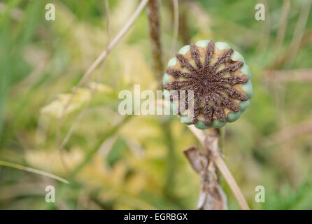 Poppy seed capsule. Green garden in July, Sweden. Stock Photo