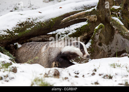 European badger in snow (Meles meles) Stock Photo