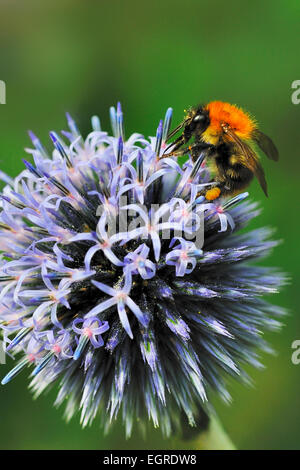 common carder bumble bee bombus pascuorum pollinating globe thistle Stock Photo
