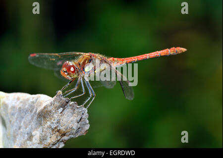 male common darter dragonfly Sympetrum striolatum Stock Photo