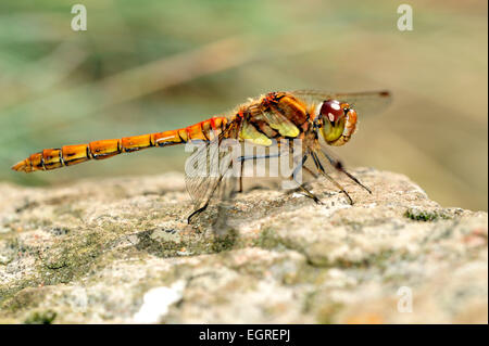 immature male common darter dragonfly, Sympetrum striolatum