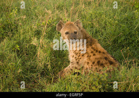 Spotted hyena sitting in grasses, watching Stock Photo