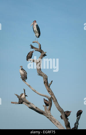 Vultures and Marabou stork perched in dead tree Stock Photo