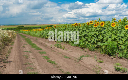 Ukrainian rural landscape with road among fields at summer season Stock Photo